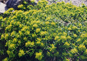 Euphorbia sp